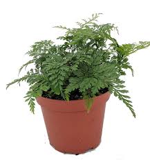 Davallia trichomanoides, also known as the black rabbitâ€™s foot. Davallia Trichomanoides Small Rabbit Foot Fern Plant Nurture Plant