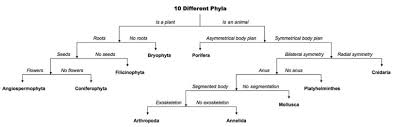 Dichotomous Flow Chart Template Www Bedowntowndaytona Com