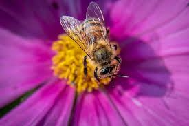 The male bee (drones) mate with the queen one at a time, to release their sperm. The Value Of Birds And Bees