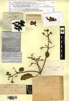 Image result for Cordia grandicalyx