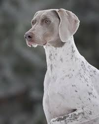 Walker coonhound victorian bulldog vizsla weimaraner west highland terrier westie mix westiepoo to find your perfect puppy, navigate our german shorthaired pointer mix puppies page below! Don T Get Bit Piebald Weimaraners Look Like German Shorthaired