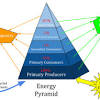 Through the food chain, in addition, nature is kept in balance. 1