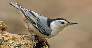 Maybe you would like to learn more about one of these? White Breasted Nuthatch Life History All About Birds Cornell Lab Of Ornithology