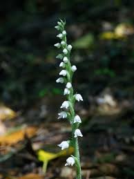 Image result for Goodyera