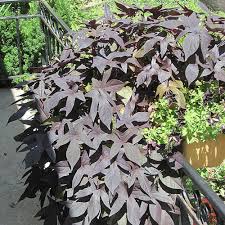 Image result for Ipomoea barteri