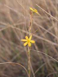 Image result for Moraea natalensis
