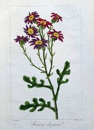 Image result for Senecio elegans