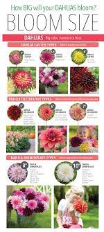 Pin On Big Blooms