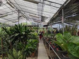 Trust me, these 7 are absolutely. 15 Best Plant Shops In Singapore For Starting Your Indoor Garden