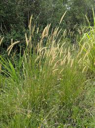 Image result for Cenchrus polystachios