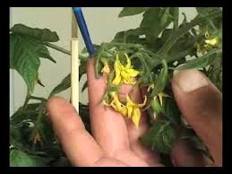 That's how tomato flowers get pollinated. Pollinating Tomato Flowers Youtube