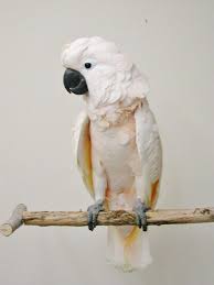 Tropical Black Bird With Large Beak Crossword Clue Cockatoo Moluccan Beautiful Birds Cockatoo Parakeet