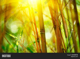 Make a dam around the planting hole, well. Bamboo Bamboos Forest Image Photo Free Trial Bigstock