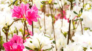 This was an extremely tough decision, said chris sapp, ceo of the summerville family ymca. Summerville Sc Blooms At The Annual Flowertown Festival Blog Luxury Simplified