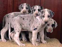 Consumer complaints and reviews about nc great danes wilson, north carolina. Great Dane Puppies In India