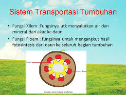 Menurut sistem hukum indonesia, pembuatan perjanjian pengangkutan tidak disyratkan harus tertulis, cukup dengan lisan, asal ada persesuaian kehendak (konsensus). Sistem Transportasi Dan Respirasi Makhluk Hidup Ppt Download