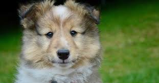 Cute Korean Puppy Names
