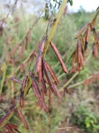 Image result for Indigofera adenoides