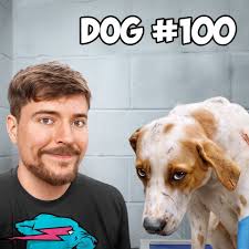 No one wanted to adopt this dog 😢