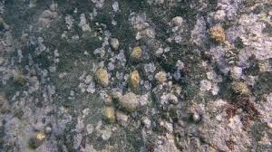 Image result for Patella aspera