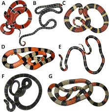 Snakes are elongated, limbless, carnivorous reptiles of the suborder serpentes /sɜːrˈpɛntiːz/. A Polyvalent Coral Snake Antivenom With Broad Neutralization Capacity