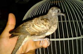 Check spelling or type a new query. 4 Mitos Burung Perkutut Yang Bikin Merinding Burungnya Com