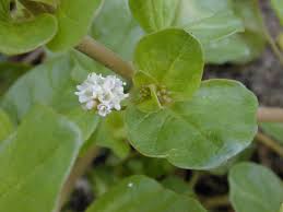 Image result for Boerhavia repens