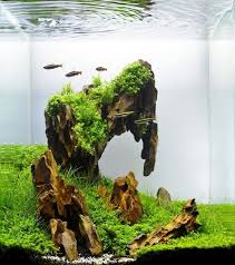 Not only was he a professional track cyclist, but also an accomplished photographer and aquarium designer. 21 Fish Aquarium Designs By Takashi Amano