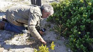 Image result for Anisotes rogersii