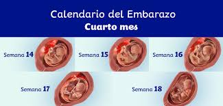 4 Meses De Embarazo Sintomas Y Desarrollo Del Feto Dodot