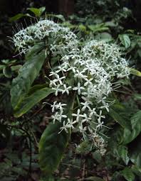 Image result for Pavetta rwandensis