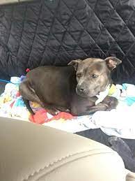 Jun 11, 2021 · public show: At Home Vet Care Roaring Spring Pa Edukasi News