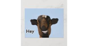 With tenor, maker of gif keyboard, add popular goat meme animated gifs to your conversations. Funny Goat Meme Smiling Really Big Postcard Zazzle Co Nz