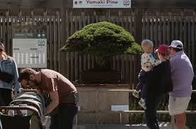 National Bonsai Foundation (@nbfbonsai) · Washington D.C., DC