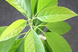 Avocado Avocadobaum Zuchten Pflanzen Und Pflege Avocado Baum Avocado Pflanze Avocado Zuchten