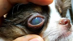 Most dogs need surgery to replace the gland. Corneal Ulcer In Dogs Cats Eye Ulcers Treatment