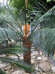 Image result for Cycas thouarsii
