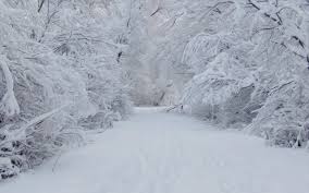 Panorama of snowy scene in winter park. Free Download Snowy Snow Winter Photo 34209346 2560x1600 For Your Desktop Mobile Tablet Explore 45 Snowy Winter Night Scenes Wallpaper Free Winter Scene Wallpaper Snowy Scene Wallpaper Free Winter Snow Scenes Wallpaper