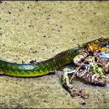 Image result for Strabomantis necerus