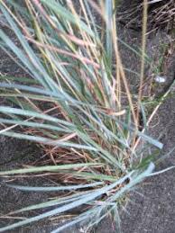 Image result for Dichanthium sericeum