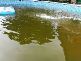 Poolwasser Ist Grun Was Tun Wasser Sommer Pool