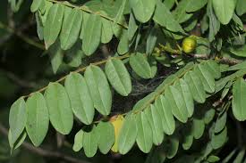 Image result for Rourea orientalis