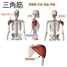 筋シリーズ 三角筋 三角筋は前部 中部 後部の３つの部位からなり それぞれ肩関節の屈曲 外転 伸展の作用をもちます 三角筋の起始と僧帽筋 の停止はほぼ共通していることに注意が必要です 三角筋前部は僧帽筋上部 三角筋中部は僧帽筋中部 三角筋後部は僧帽筋下部