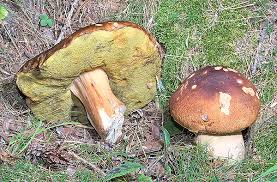 Boletus edulis - Monaco Nature Encyclopedia