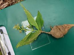 Image result for Raphionacme madiensis