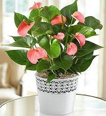 Pink Hearts Anthurium From 1 800 Flowers Com 18998 Anthurium Plant Plant Care Houseplant Plants