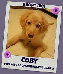 Our #1 goal is connecting buyers and breeders for the best possible puppy buying experience. Lincoln Ne Golden Retriever Meet Coby A Pet For Adoption
