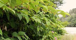 Ersteller des themas hermes im bl. Japanischer Staudenknoterich Liebe Deinen Garten