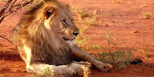 Best lion facts for kids. Lion A Complete Wildlife Guide To The Lion Of Africa