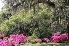 Maybe you would like to learn more about one of these? The Story Behind Spanish Moss Bromeliad Plant Care